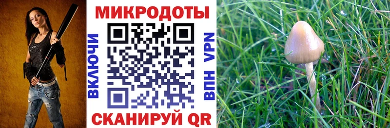 Галлюциногенные грибы Psilocybe Шелехов
